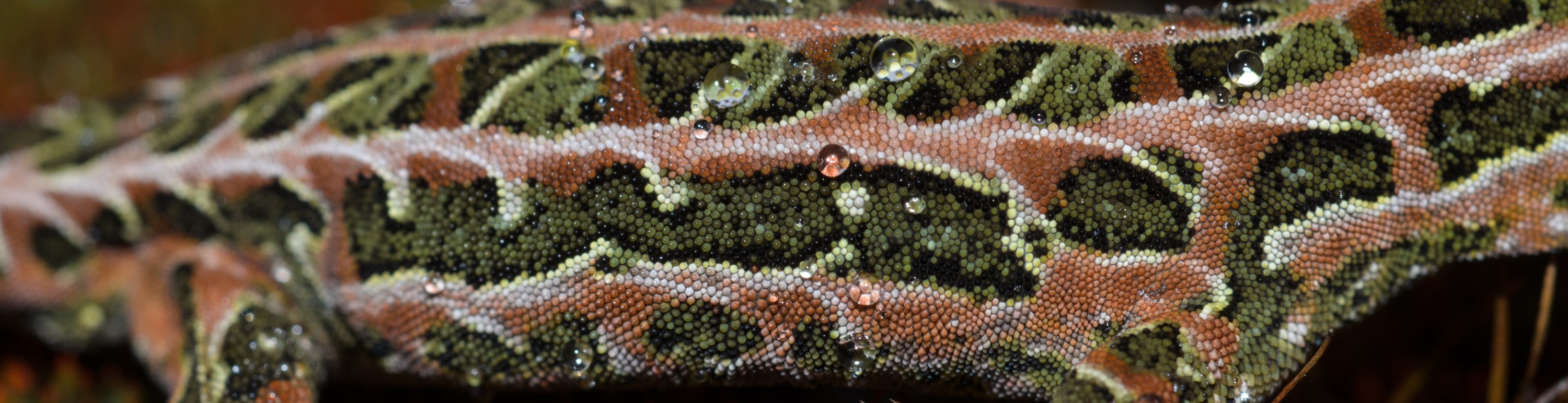 DSC_3030 – Adventure, Crispin, Hoplodactylus, Island, March 2017, National Park, New, New Zealand, Rakiura, South, Stewart, Tukutuku rakiurae, Zealand, amazing, gecko, harlequin gecko, rare, stunning